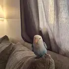 طير روز (love birds)