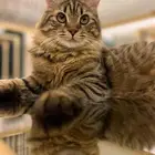 انثى هجين ماين كون للتبني