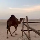 بكرتين سواحل للبيع