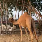 بعير ساحلي للبيع