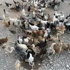 صوص بلدي للبيع