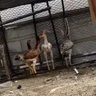 تم البيع