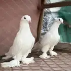 مطلوب حمام زينة