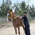 خيل