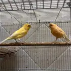 زوج كناري سوري