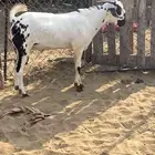 مشروع فحل بيشي