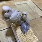 فروخ روز غر