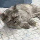 قط شيرازي السوم 800