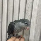 كويكر ((( تم البيع )))