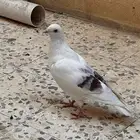 حمام للبيع كنق وزاجل على السوم