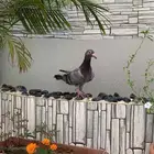 ذكر ازرق شرط سليم من الامراض