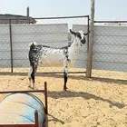 خبيش بيشيات