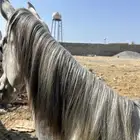 خيل