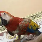 المدينة المنوره