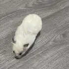 السلام عليكم هامستر للبيع انثى السعر 25 ريال