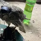 باشك وحش طرح اليوم للبيع
