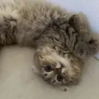 شيرازي سكوتش