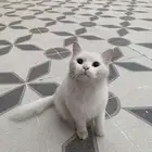 قطه ضايعه بحي البلديه راعي البسه يجي خاص