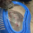 سلحفاة مع الحوض حقها ب 50 ريال الكل