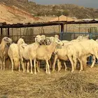 أعرض لكم ضان حريه فاخر 15 تحتها 15 معاها 2 فحول