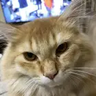 قط للتبني شيرازي برتقالي