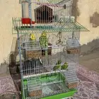 طيور حب ثلاثه اخضر واحد اصفر ثلاث ذكور وانثى مجموع 4