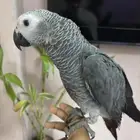 بغبغاء الكاسكو الف جدا (غونغو)
