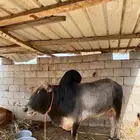 ثور للبيع
