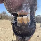 بعير كفووو ومشروط شرط وباقي علومه على الخاص