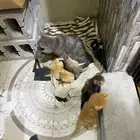 قطط للبيع