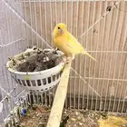 زوج كناري سوري