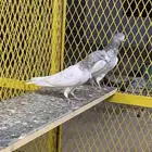 حمام باكستاني