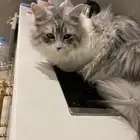 قطة انثى للتبني و اغراضها للبيع بقيمة 300