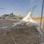 للبيع جوز صنعاوي