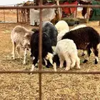 نعاج للبيع مع الفحل