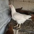دجاج تركي للبيع