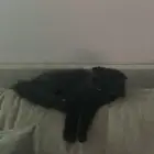 قطط ذكور ابيض واسود للتبني