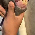 مهره شعبيه طيبه بل حيل