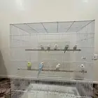 ازواج بادجي منتجة