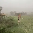 قعود رعوي
