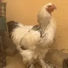 ديك برهما كولمبي