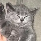 قط سكوتش ستريت ذكر للبيع