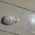 همستر ذكر صغير