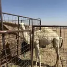 بكره عونيه سمين وكفو