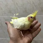 فروخ كروان لاتينو عيون احمر