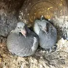 للبيع _حمام زاجل مميز