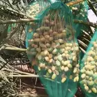 تمر اخلاص للبيع