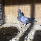 للبيع جوز زاجل سباق