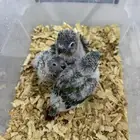 فروخ كنيور وكروان صحه ونضافه وتقبل الغر