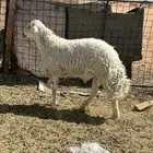 فحل حري مشروط